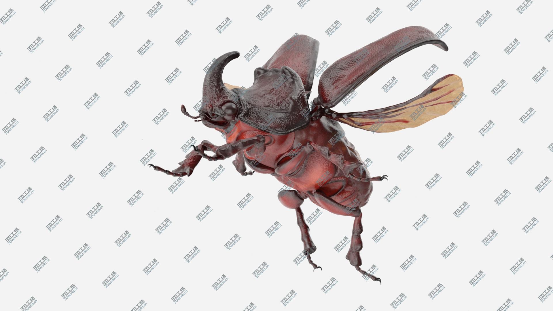 images/goods_img/202104093/Rhinoceros Beetle Oryctes Nasicornis Flying 3D model/2.jpg